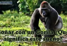 Soñar con un Gorila ¿Qué significa este sueño?