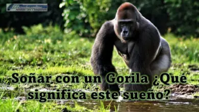 Soñar con un Gorila ¿Qué significa este sueño?