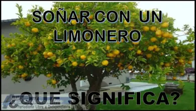 Soñar con un Limonero ¿Qué significa este sueño?