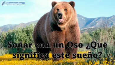 Soñar con un Oso ¿Qué significa este sueño?