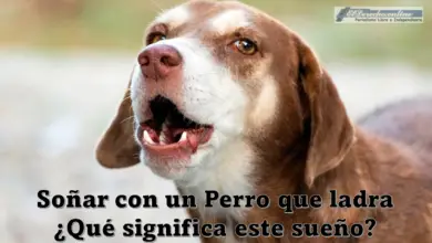 Soñar con un Perro que ladra ¿Qué significa este sueño?