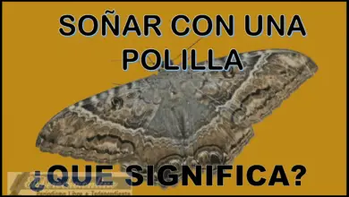 Soñar con un Polilla ¿Qué significa en el espiritismo?