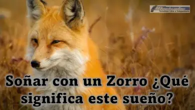 Soñar con un Zorro ¿Qué significa este sueño?