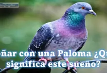 Soñar con una Paloma ¿Qué significa este sueño?