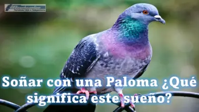 Soñar con una Paloma ¿Qué significa este sueño?