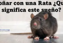 Soñar con una Rata ¿Qué significa este sueño?