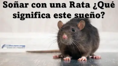 Soñar con una Rata ¿Qué significa este sueño?