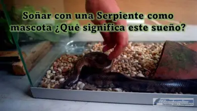 Soñar con una Serpiente como mascota ¿Qué significa este sueño?