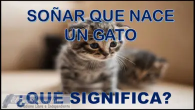 Soñar que Nace un gato ¿Qué significa este sueño?