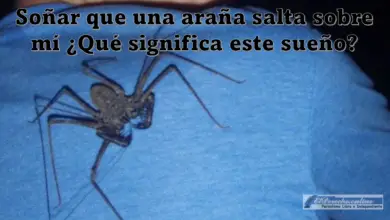 Soñar que una araña salta sobre mí ¿Qué significa este sueño?