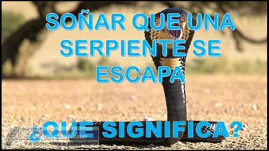 Soñar que una Serpiente se Escapa ¿Qué significa este sueño?