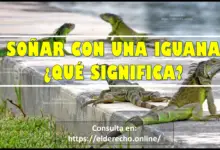 Soñar con Iguana ¿Qué significa este sueño?