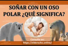 Soñar con un Oso polar ¿Qué significa este sueño?