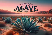 Agave