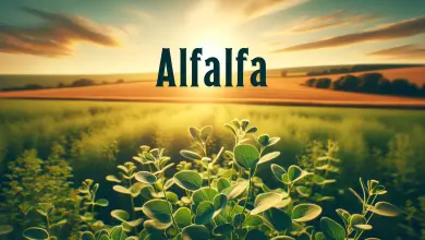 Alfalfa